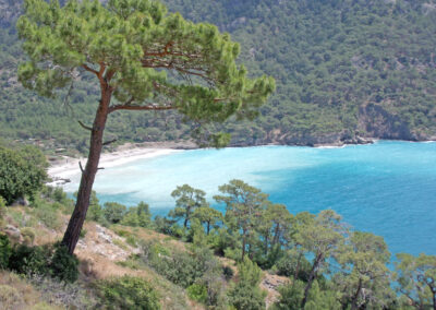 Blick auf eine azurblaue Bucht mit Strand und auf bewaldete Hänge. In Vordergrund links ragt ein einzelner Baum ins Bild.