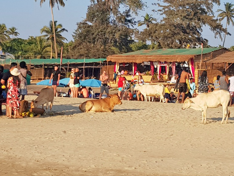 Kühe und Touristen am belebten Strand mit Strandhütten und Palmen in Goa.