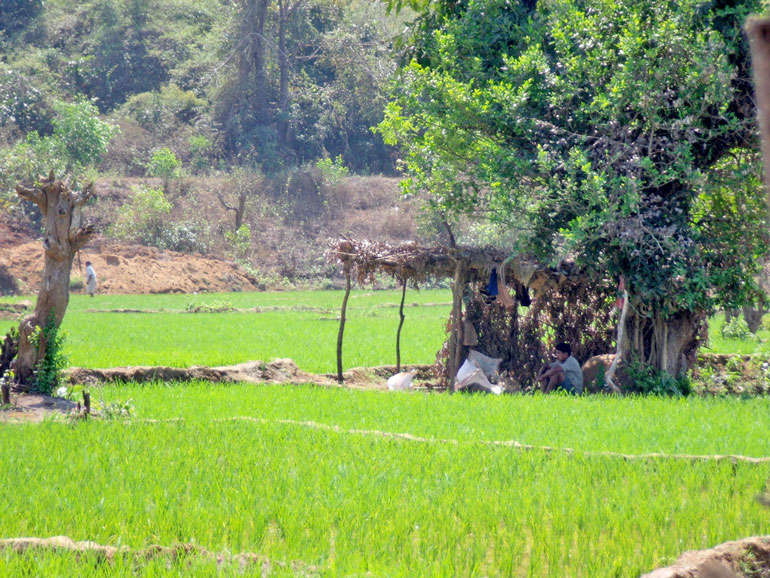 Mann ruht mit Kuh unter einer einfachen Hütte am Rand eines satten grünen Reisfelds in Goa.