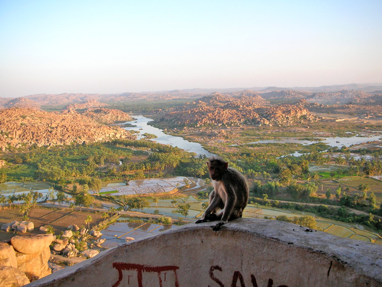 Affe sitzt auf einer Mauer mit Blick über das weite Flusstal von Hampi, Indien