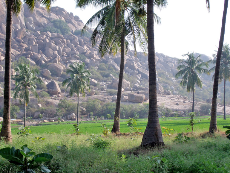 Kokospalmen vor grünem Reisfeld und mächtiger Felslandschaft in Hampi, Indien
