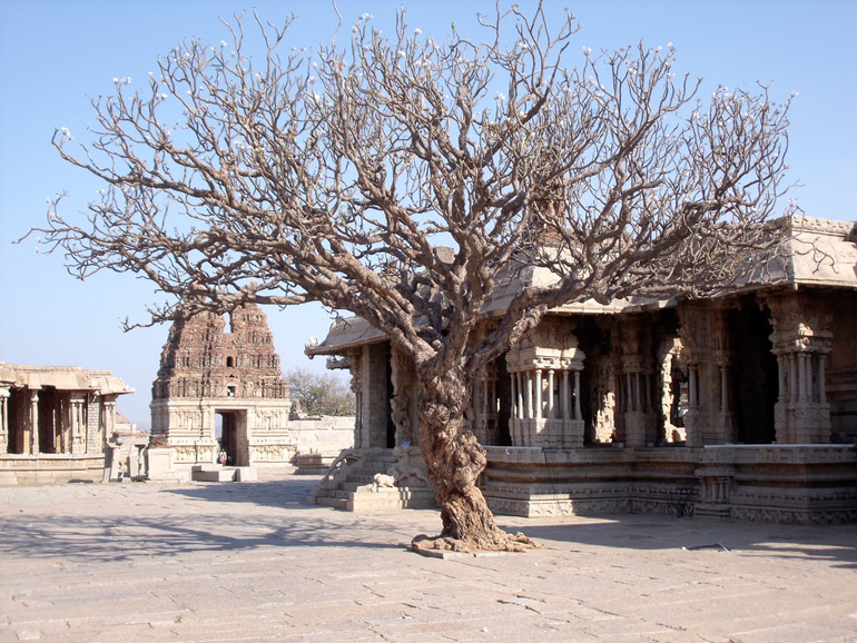 Kahler Baum vor reich verziertem Hindutempel-Komplex in Hampi, Indien